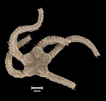 Media type: image;   Invertebrate Zoology OPH-3541 Aspect: dorsal